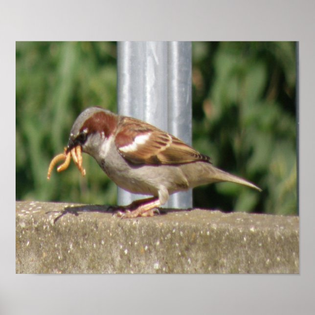 Greedy Sparrow with grubs galore Print (Front)