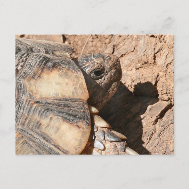 Greek Land Turtle / Tortoise Postcard (Front)