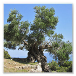 Greek Olive Tree (Kefalonia) Photo Print