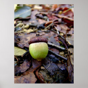 Green Acorn in the Woods Poster