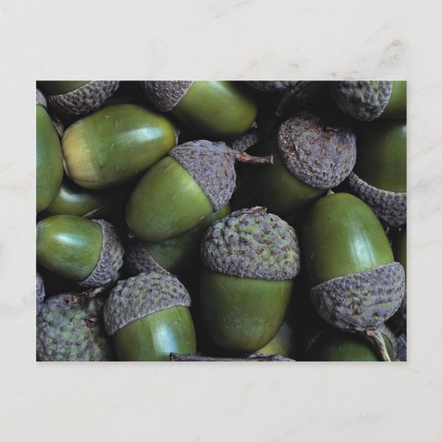 Green Acorn nuts Postcard (Front)