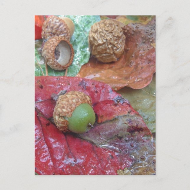 Green Acorn on a Red Fall Leaf Postcard (Front)