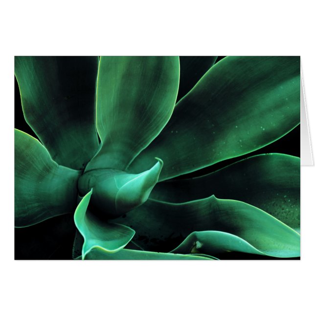 Green Agave Attenuata (Front Horizontal)