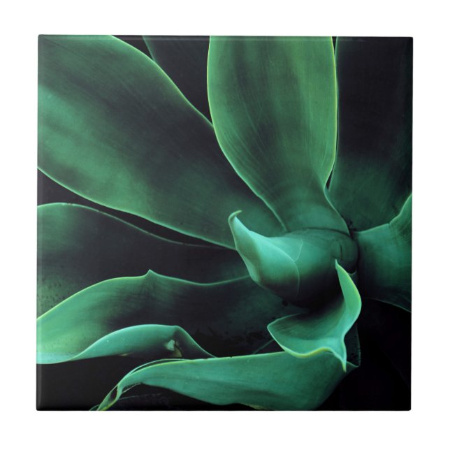 Green Agave Attenuata Tile (Front)
