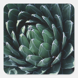 Green Agave Square Sticker