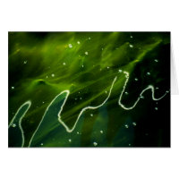 Green Algae and Water gccna
