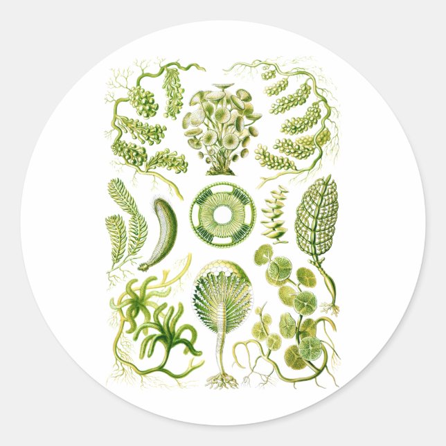 Green Algae Classic Round Sticker (Front)
