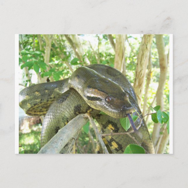 Green Anaconda Postcard (Front)