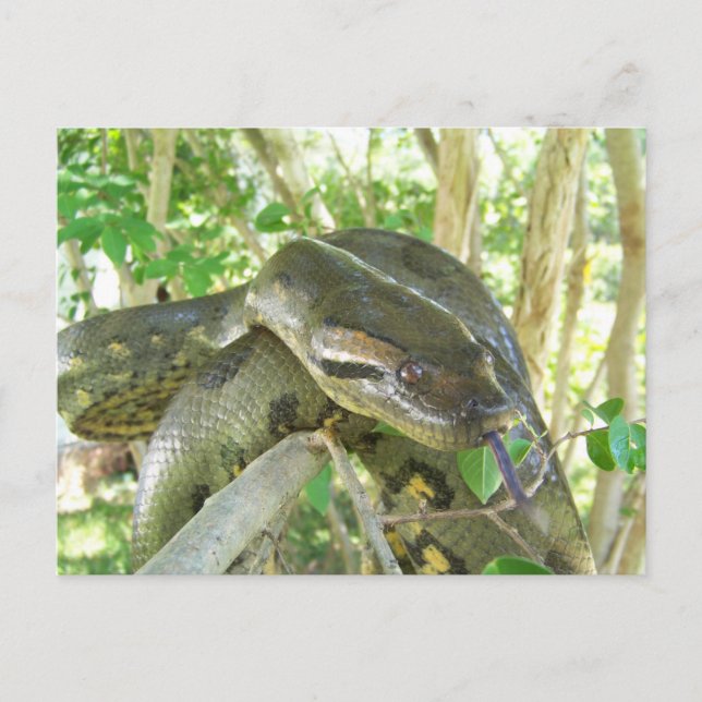 Green Anaconda Postcard (Front)
