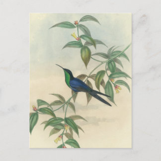 Green and Blue Gould Hummingbird Postcard