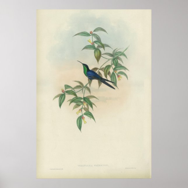 Green and Blue Gould Hummingbird Poster (Front)