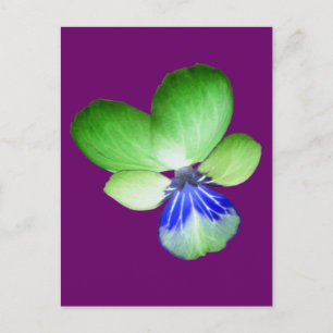 Green and Blue Pansy Postcard