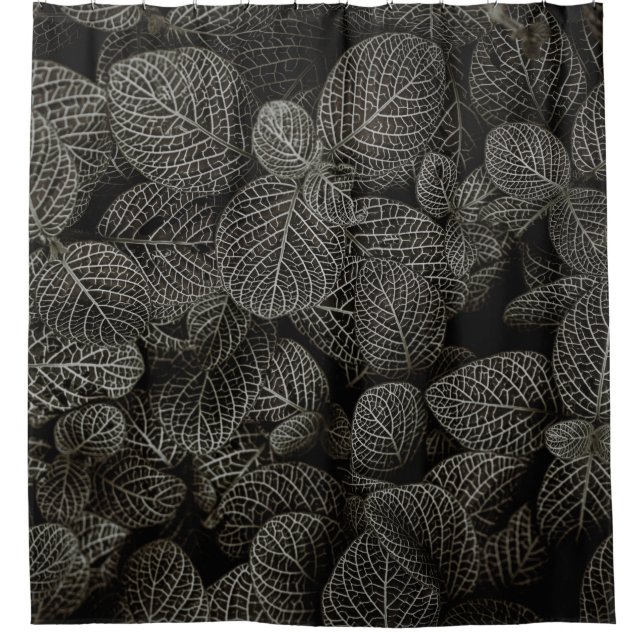 GREEN AND BROWN PINE CONES (Front)