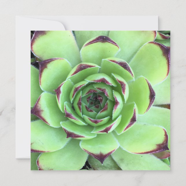 Green and Dark Purple Succulent Photo Wedding Invitation (Back)
