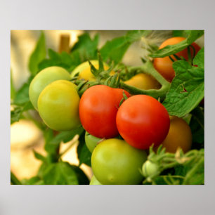 Green and Red Cherry Tomatoes on the Vine Poster