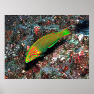 Green and Red Wrasse Poster