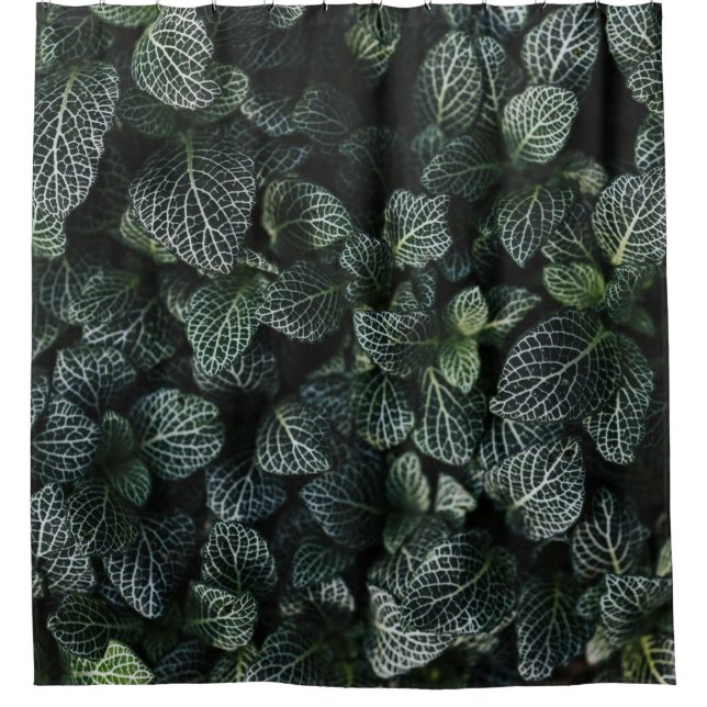 GREEN AND WHITE LEAF PLANT (Front)