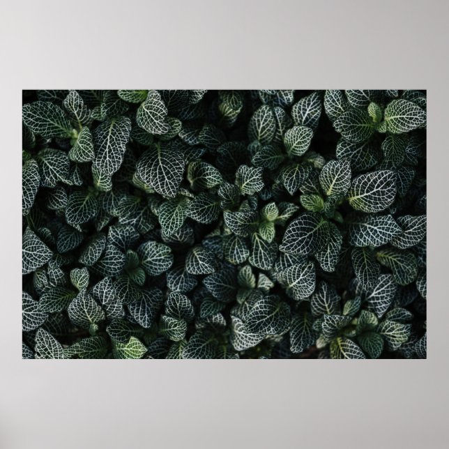GREEN AND WHITE LEAF PLANT POSTER (Front)