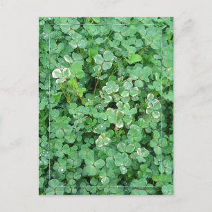 Green and White Shamrock Postcard