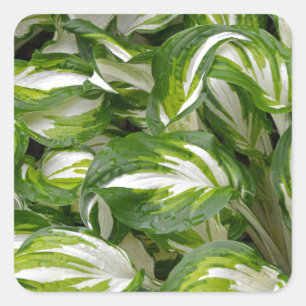 Green and white striped hosta leaves square sticker