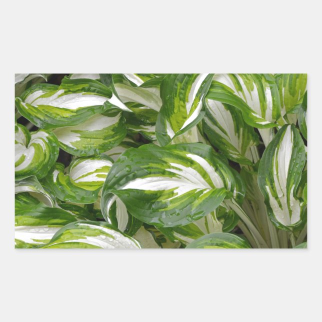 Green and white striped hosta leaves sticker (Front)