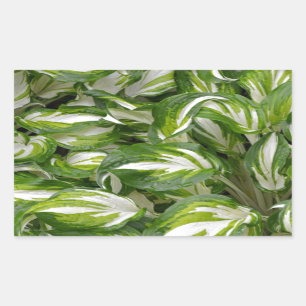 Green and white striped hosta leaves sticker