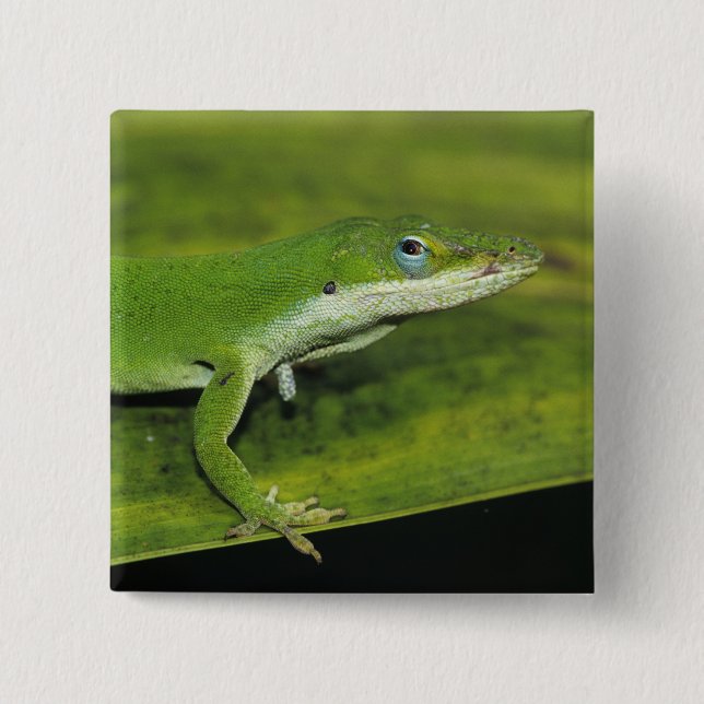 Green Anole, Anolis carolinensis, adult on palm 2 Inch Square Button (Front)