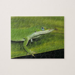 Green Anole, Anolis carolinensis, adult on palm Jigsaw Puzzle