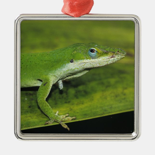 Green Anole, Anolis carolinensis, adult on palm Metal Ornament (Front)