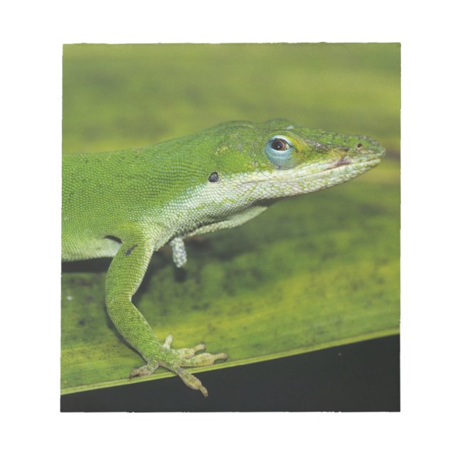 Green Anole, Anolis carolinensis, adult on palm Notepad (Front)