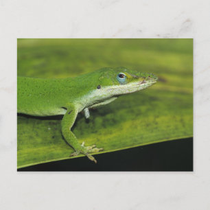 Green Anole, Anolis carolinensis, adult on palm Postcard