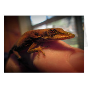 Green Anole Lizard