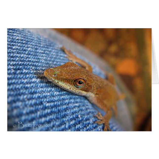 Green Anole Lizard (Front Horizontal)