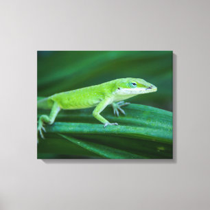 Green Anole Lizard Canvas Print