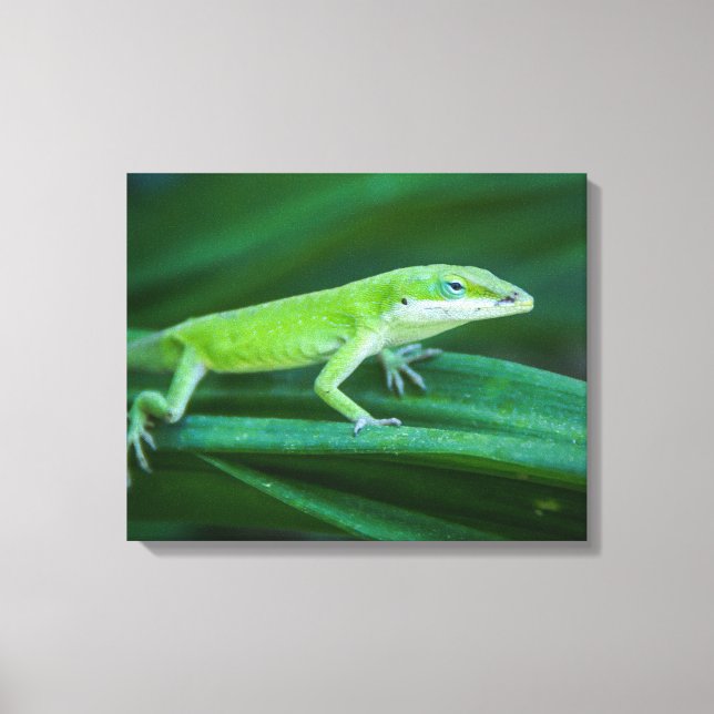 Green Anole Lizard Canvas Print (Front)