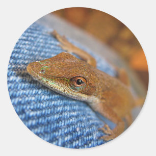 Green Anole Lizard Classic Round Sticker