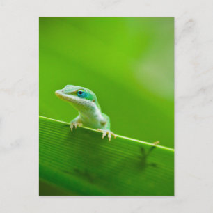 Green Anole Lizard Encounter Art Photography Postcard