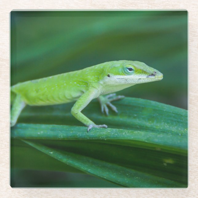 Green Anole Lizard Glass Coaster (Front)