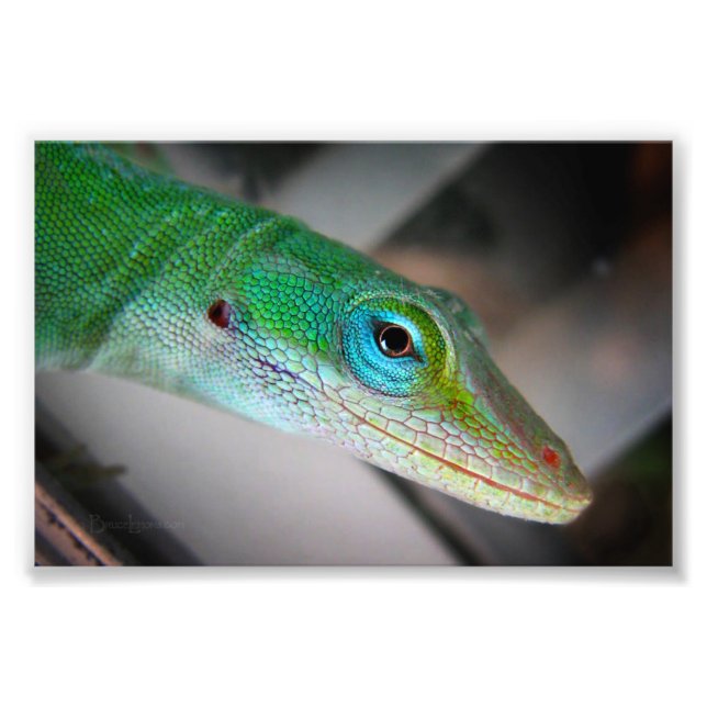 Green Anole Lizard Photo Print (Front)