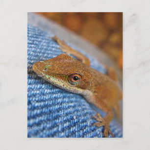 Green Anole Lizard Postcard