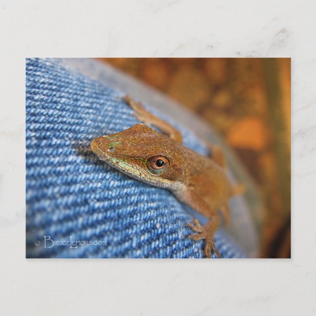 Green Anole Lizard Postcard (Front)