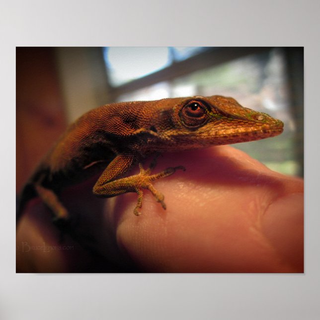 Green Anole Lizard Poster (Front)