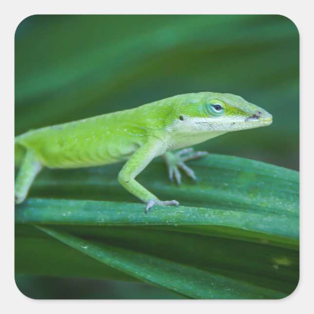 Green Anole Lizard Square Sticker (Front)