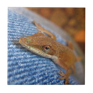 Green Anole Lizard Tile