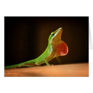 Green Anole Lizard with Red Thraot