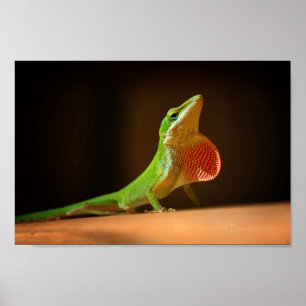 Green Anole Lizard with Red Thraot Poster