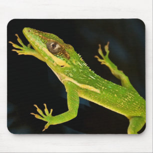 Green Anole Mouse Pad