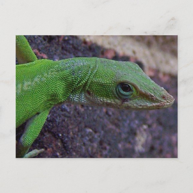 Green Anole Postcard (Front)