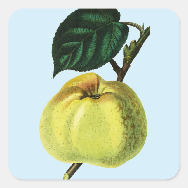 green apple on a tree fruit botanical illustration square sticker (Front)