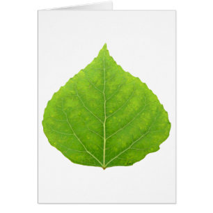 Green Aspen Leaf #11